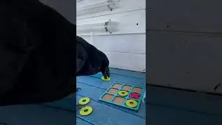 #animal #crow #raven #birds #воронгоша #nature