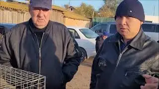 Ярмарка голубей, Республика Калмыкия  Улан - Хол, празднует столетие .