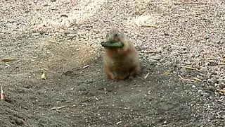 МС Мохнатый песнь заводит...