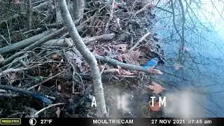 Beaver Pond Nov 2021