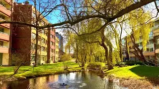 12. April 2021. Entenbesuch in unserem Park! Bleibt gesund!