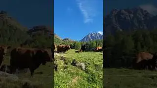 #wildlife
