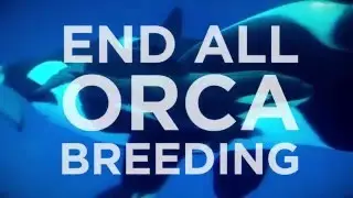 SeaWorld Announces The End of Their Orca Breeding Program