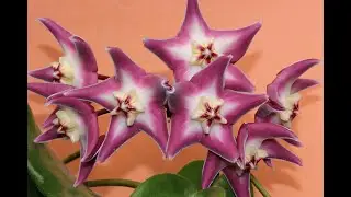A Visit with Hoya stenaokei
