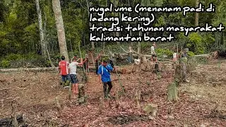NUGAL UME, TRADISI TAHUNAN MASYARAKAT KALIMANTAN BARAT. #subscribe #viral #petani