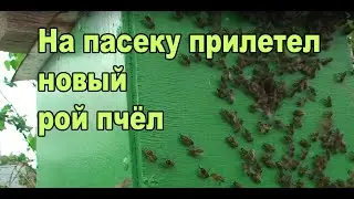 На пасеку прилетел рой пчёл