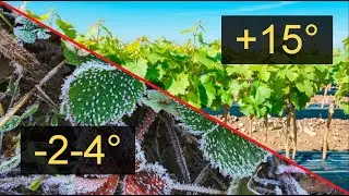 ✅ ПРОВЕРЕННО! Как спасти саженцы винограда от возвратных заморозков!