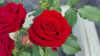 Лавли ред #дача #розы #романтика #сад