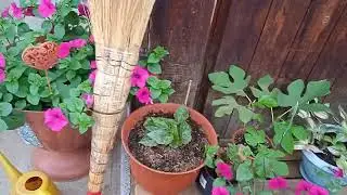 Бегонии из светофора и другие.