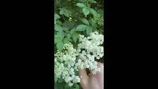 Foraging for elderflower