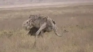 ostrich