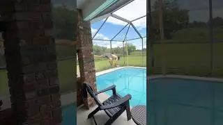 A GATOR GOT IN MY POOL. 😳