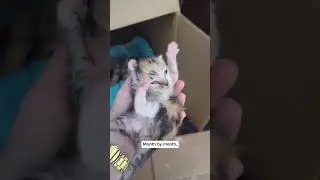 Brooklyn cats need you today