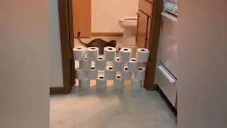 Funniest Cat Videos 2021 NEW NEW NEW