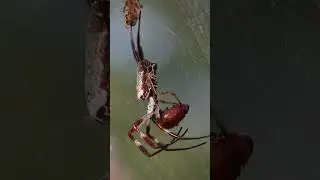 Orb-weaver Spider feeding on a beetle 