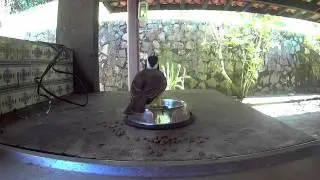 Angry Birds