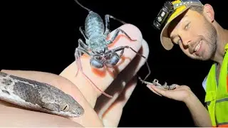 TOXIC Desert Creatures, Spiny Lizards, and Night Snakes in West Texas!
