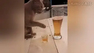 Говорящие коты 😻 Приколы с Котами 🐱 Смешные Собаки 🐶 Приколы с животными 😂