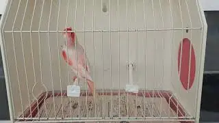 Rojo Mosaico 2022 / M 1-22