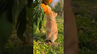 #Charming #Bunny #Rabbit #tiktok #2024 #newyear #foryou #children