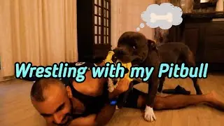 Wrestling With My Pitbull | Who's The Stronger One?  Tug of War & Wrestling