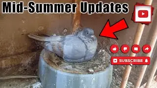 Mid-Summer Updates (Birmingham Roller Pigeons)