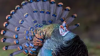 Ocellated Turkeys | The Peacock Of Turkeys
