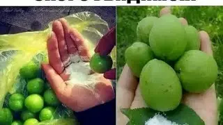 ГУРА АБРИКОС ЗЕЛЁНЫЙ