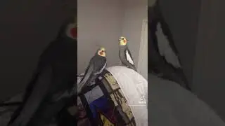Singing Birds!!!