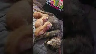 Weasley Kittens Update 26 Cuteness Overload