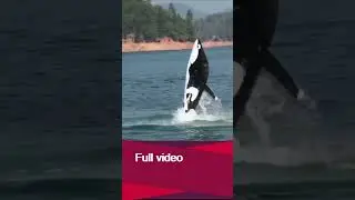 The Jet Shark | 