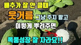 배추가 작고 잘 안클때 배추웃거름 바로 주지 말고 이렇게 뿌려주면 폭풍성장 대박납니다 배추웃거름시기방법 배추병해충 #배추농사