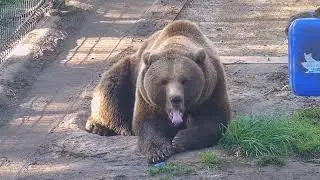 Спит у дерева где канистра