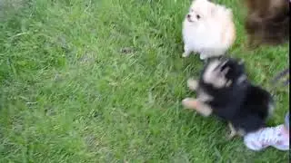 video 2