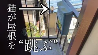 屋根を跳んで来る居候の猫（flying Japanese cat）