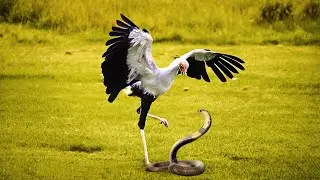 African Snake Killer: The Secretary Bird