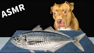ASMR MUKBANG PITBULL EATING RAW FOODS HORSE EYE WHOLE FISH