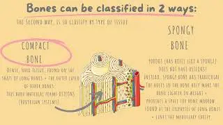 ATI TEAS +HESI A2 I  COMPLETE SKELETAL System REVIEW