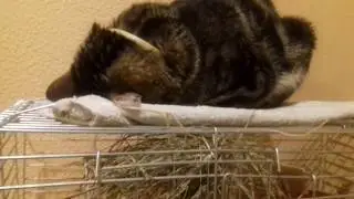 Кот спит на клетке морской свинки! ПРИКОЛЫ