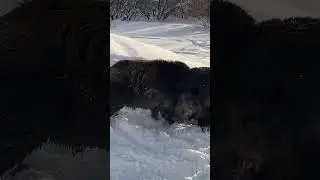 Бой кабанов