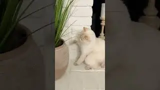 When your cat has a green paw