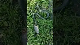 Уж пытается съесть карася