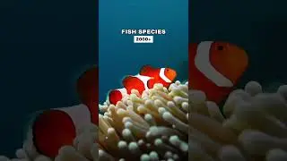 Diving in the Philippines in numbers