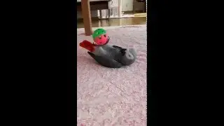 Жако катается по полу и играет с игрушкой