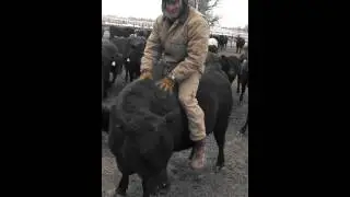 Riding the happy heifer!!!