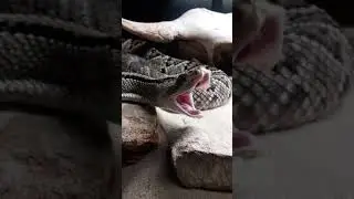 🐍 SERPIENTE de CASCABEL bostezando 😍