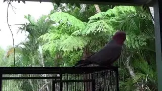 Попугай и ящерица. Привет от Добби! Blue Tongue and Dobby..