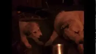 Dakota And Abby Eating Dakota's Food