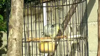 Burung sirtu berjemur dengan caranya