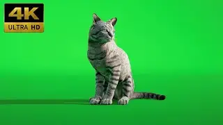 038 - Green Screen | Chroma Key | Animal 4K | Cat